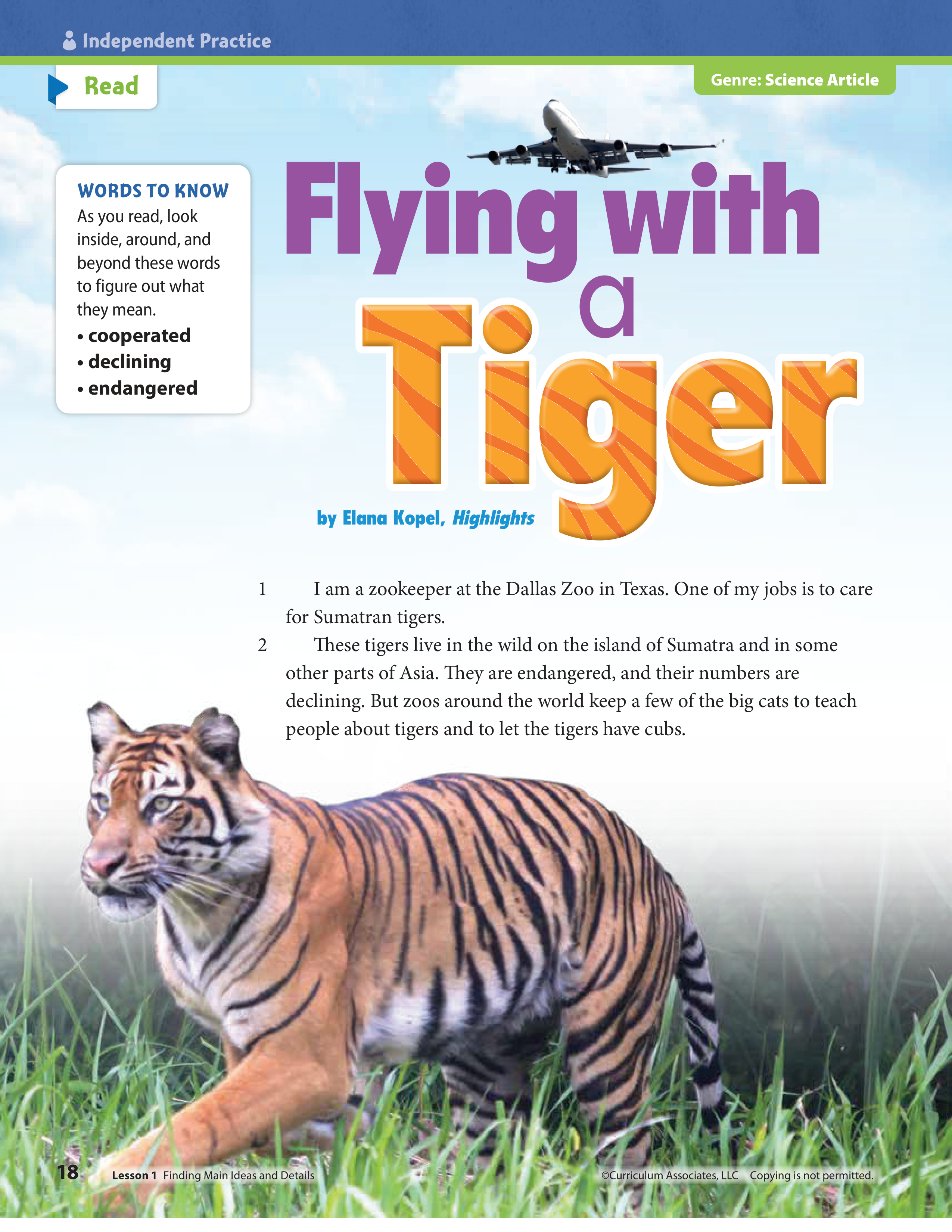 Flying With a Tiger Amber Steele Library Formative