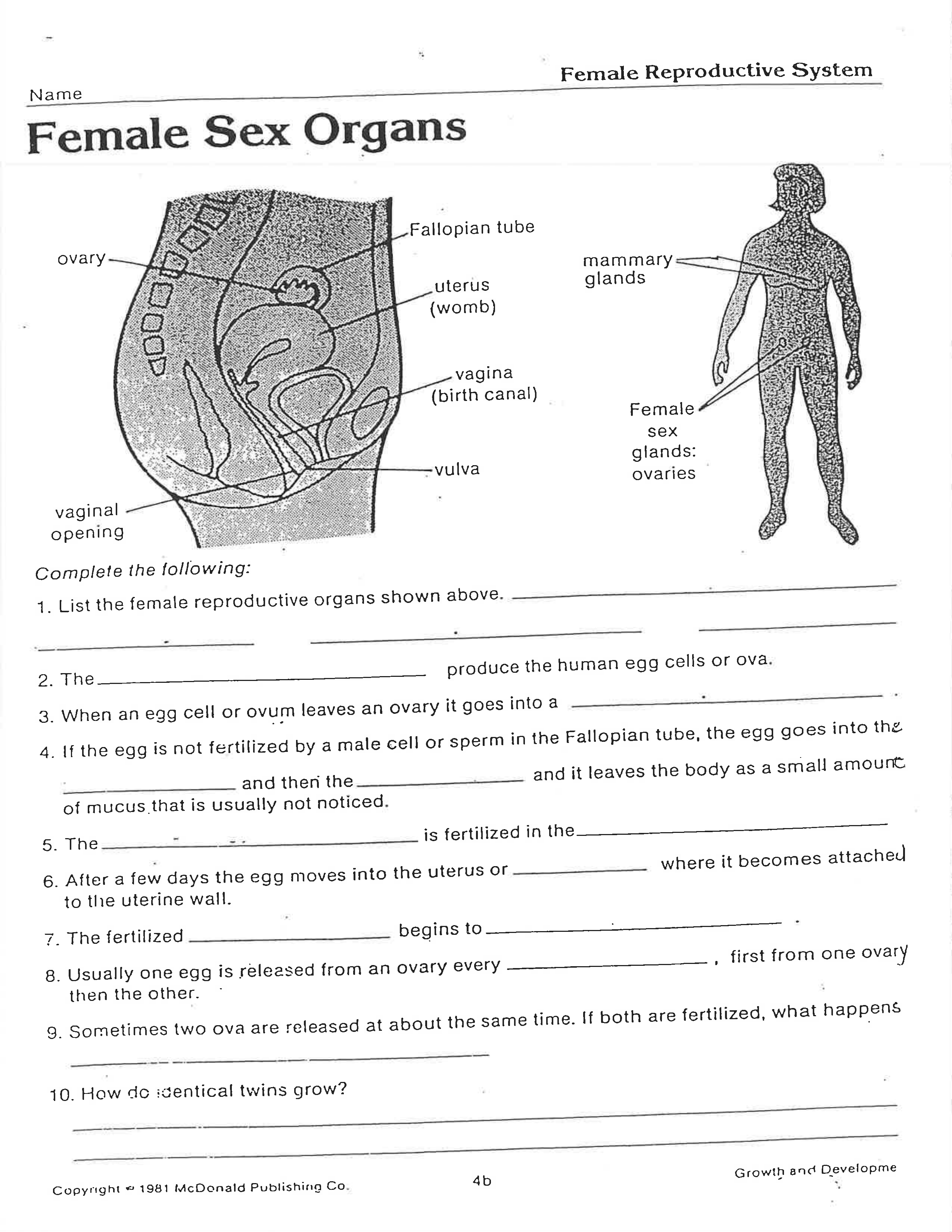 Female Anatomy Worksheet - Christopher Beaver |Library |Formative