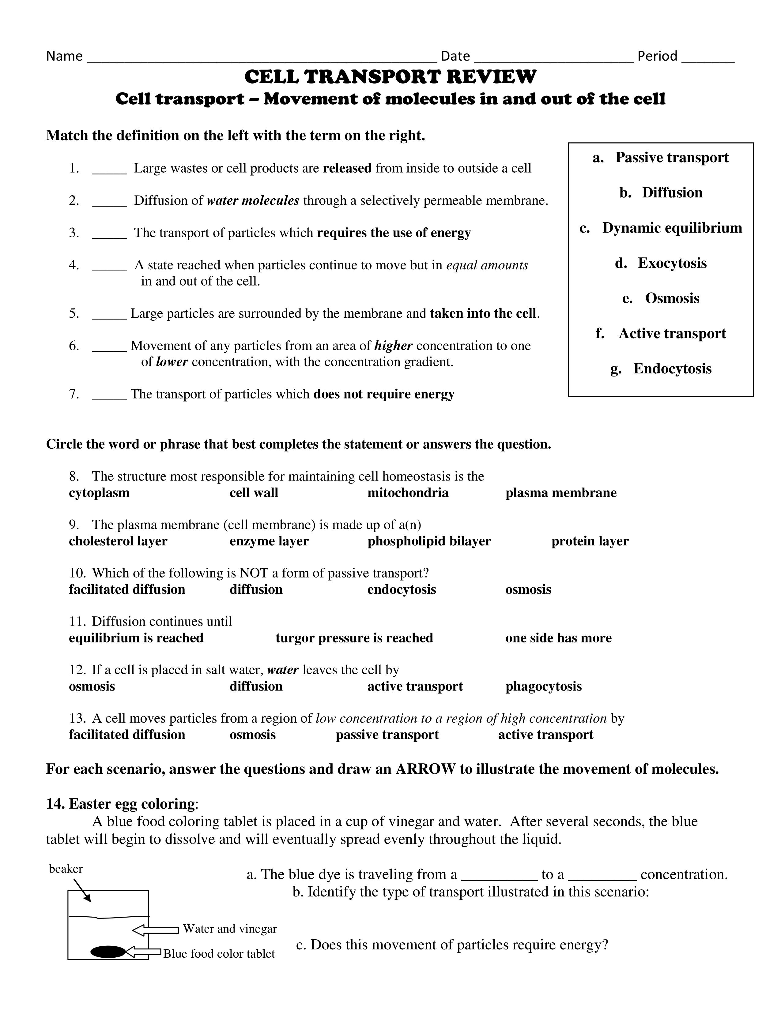 Cell Transport Review - Erica Kent | Library | Formative