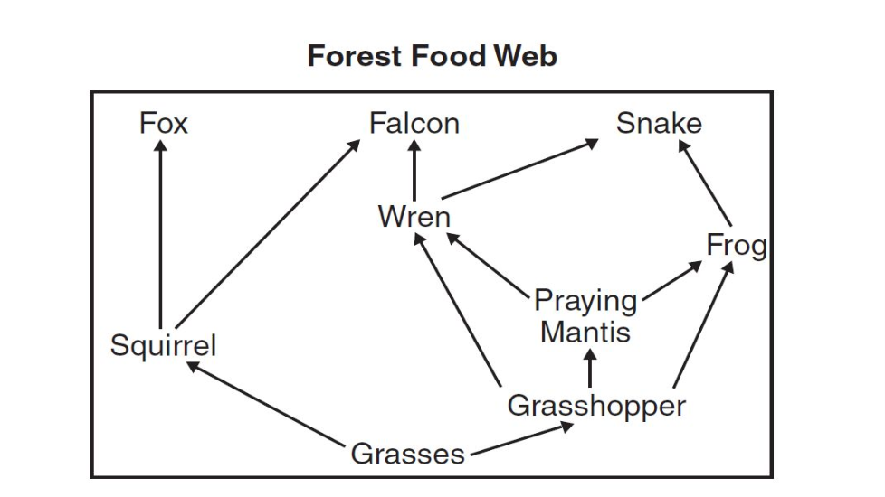 Food Web - Katelyn Owens | Library | Formative
