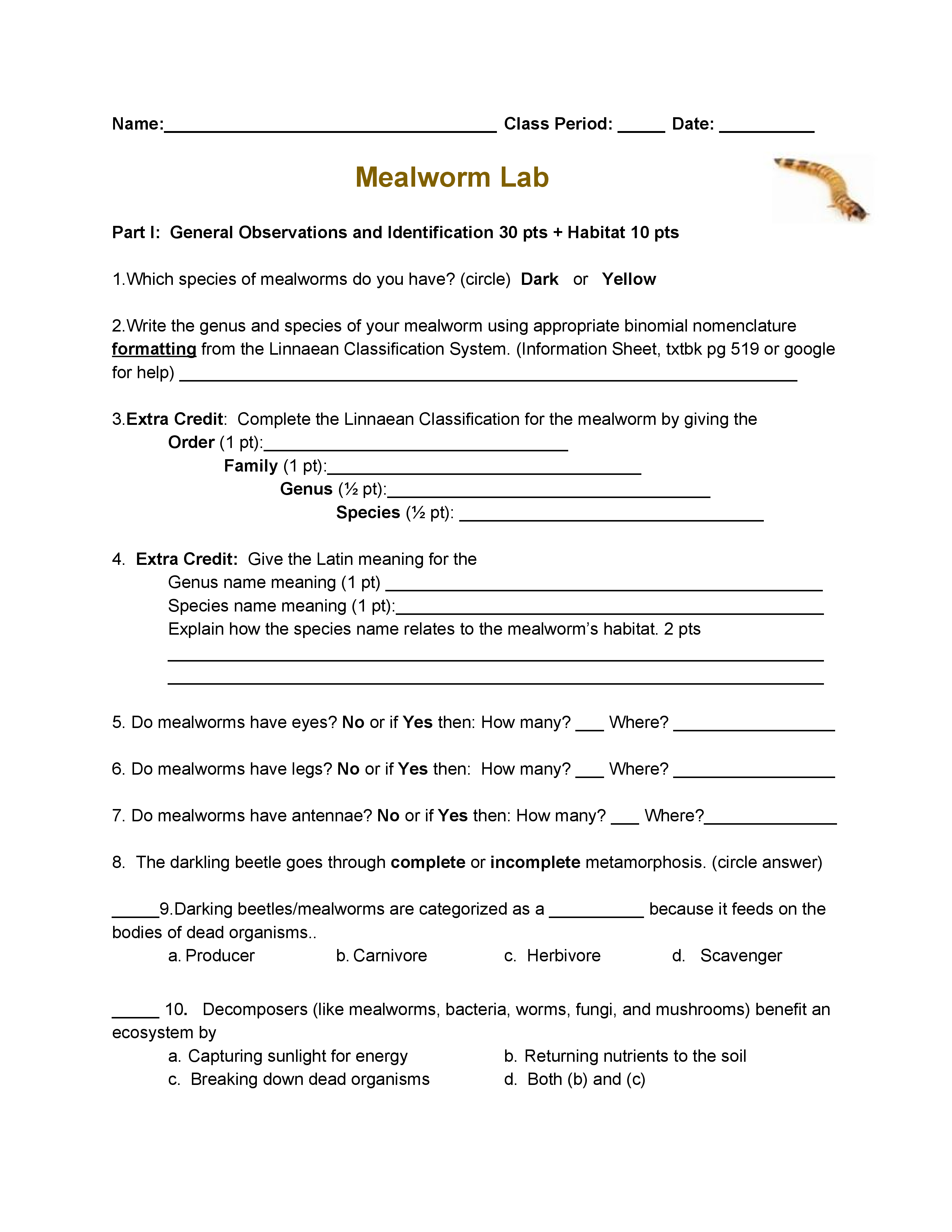 Mealworm Lab Part 1 Observation & Identification Kathy Egbert